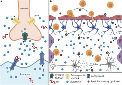 Extracellular HIV-1 Tat Mediates Increased Glutamate in the CNS Leading to Onset of Senescence and Progression of HAND